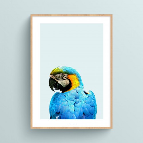 Poster Perroquet : affiche photo couleur de perroquet sur fond pastel