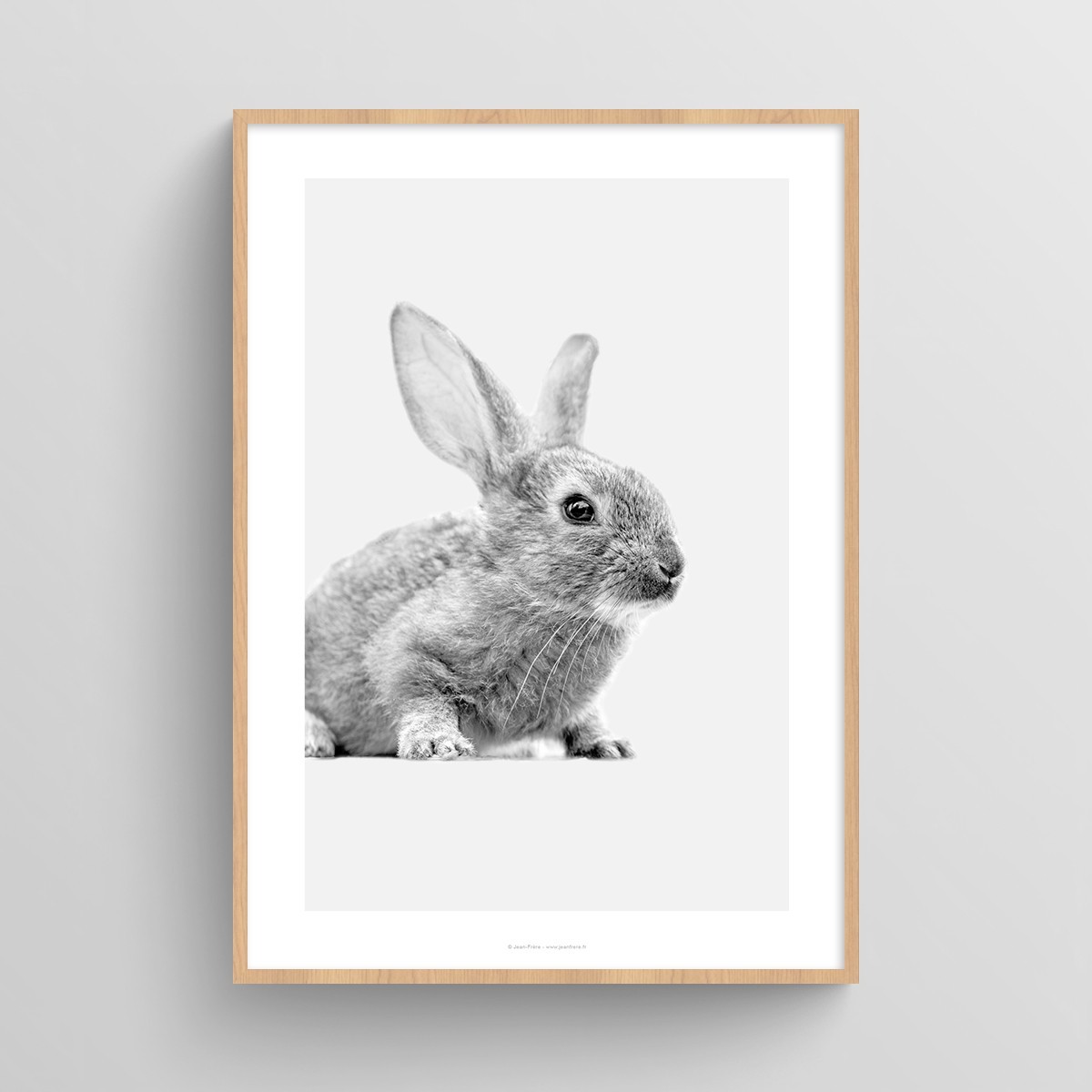 Affiche animaux photo noir et blanc bébé lapin